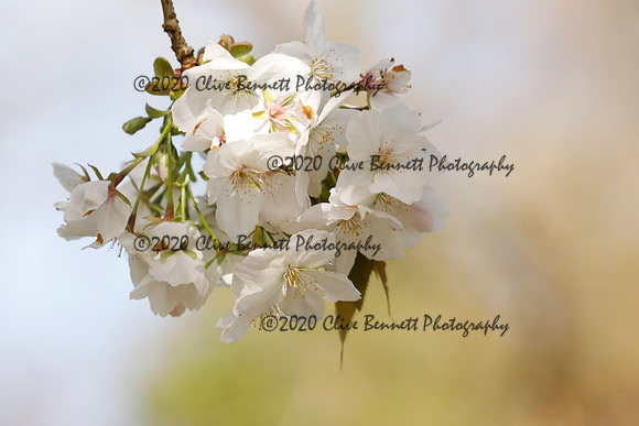 _CB_2009