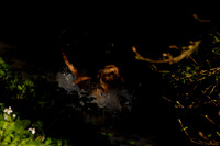 _CB_1674