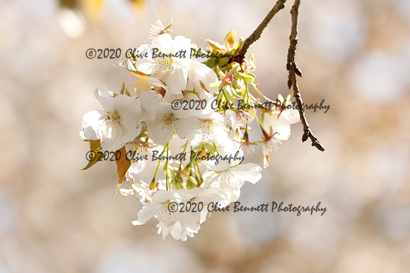 _CB_2015