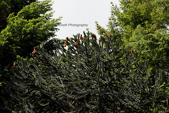 _CB_9034
