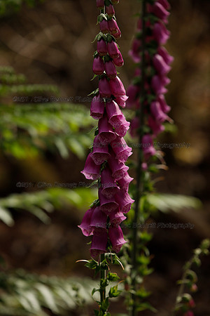 _CB_9006