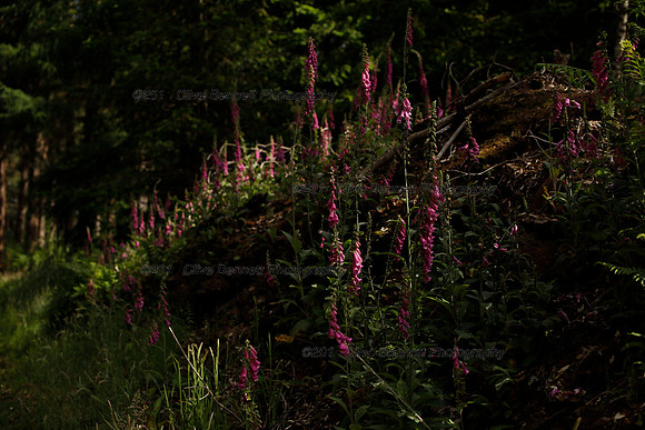 _CB_9022