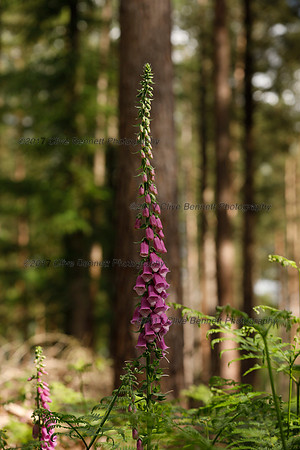_CB_9001
