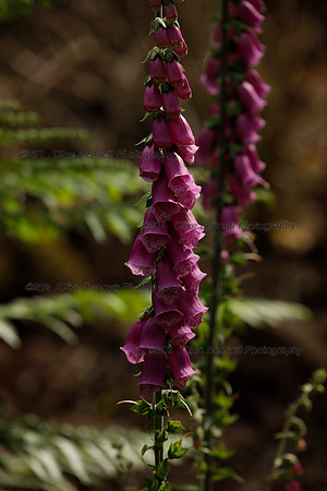 _CB_9005