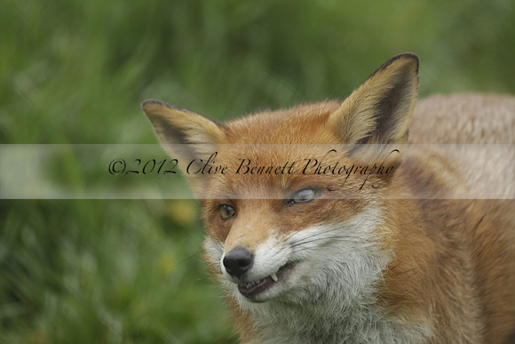 _CB_9028