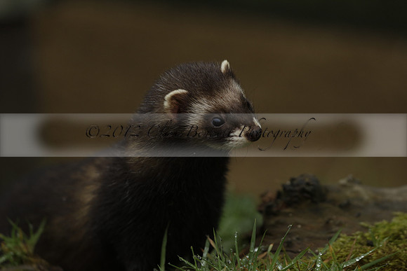_CB_9525