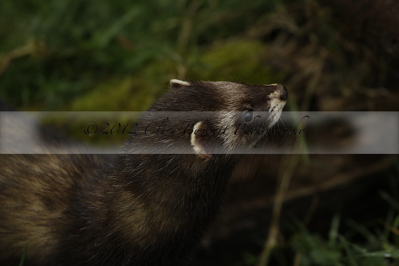 _CB_9521