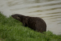 British Wildlife Centre 2014.04.06