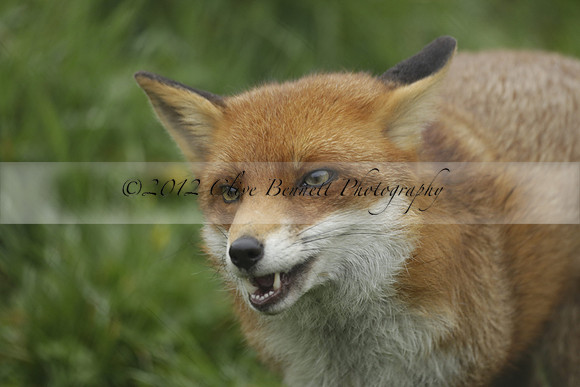 _CB_9031