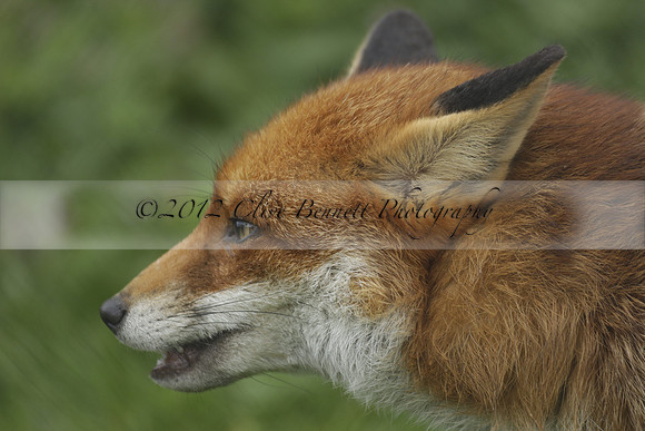 _CB_9015