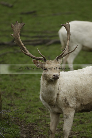 _CB_9195