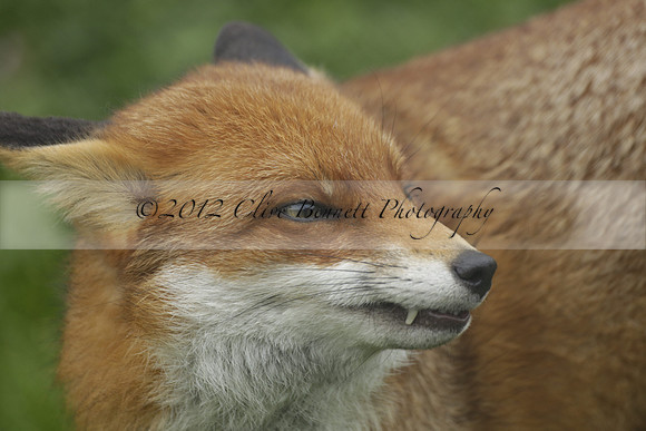 _CB_9019