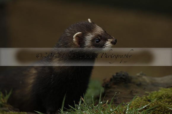 _CB_9528