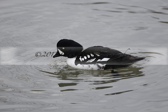 Wildfowl and Wetland Trust Arundel on Sunday 06 January 2013