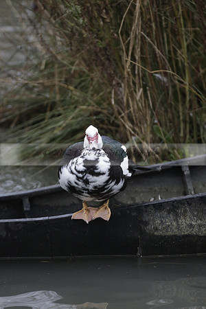 Wildfowl and Wetland Trust Arundel on Sunday 06 January 2013