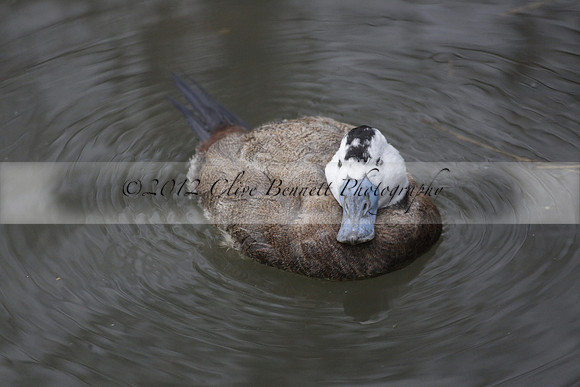 Wildfowl and Wetland Trust Arundel on Sunday 06 January 2013