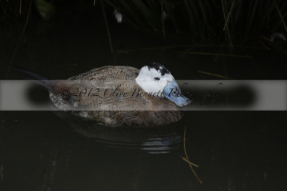 Wildfowl and Wetland Trust Arundel on Sunday 06 January 2013