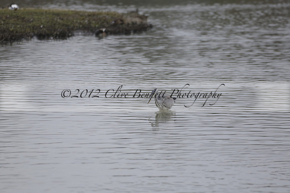 Wildfowl and Wetland Trust Arundel on Sunday 06 January 2013