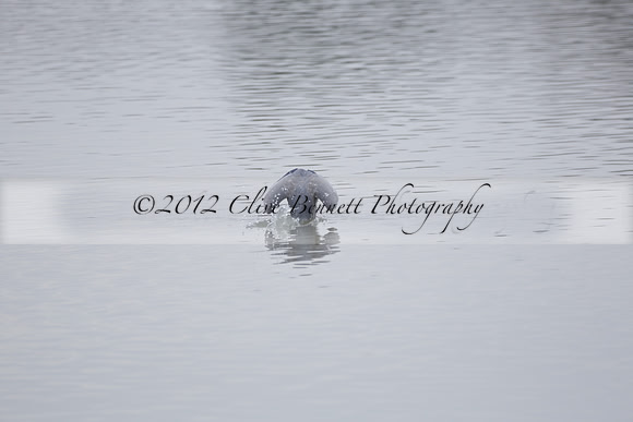 Wildfowl and Wetland Trust Arundel on Sunday 06 January 2013