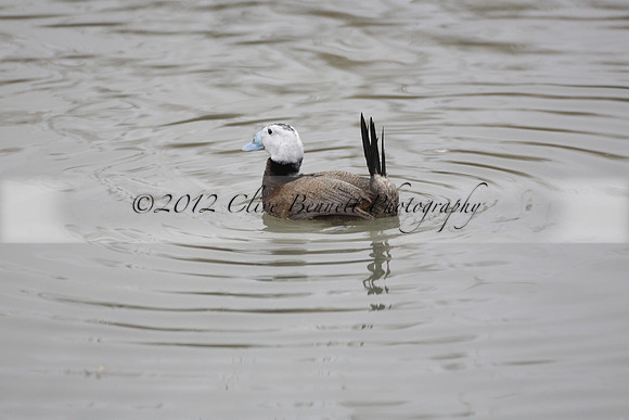 Wildfowl and Wetland Trust Arundel on Sunday 06 January 2013