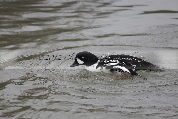 Wildfowl and Wetland Trust Arundel on Sunday 06 January 2013
