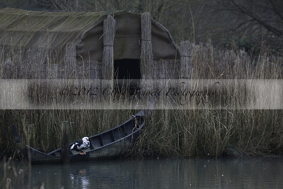 Wildfowl and Wetland Trust Arundel on Sunday 06 January 2013
