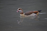 Wildfowl and Wetland Trust Arundel on Sunday 06 January 2013