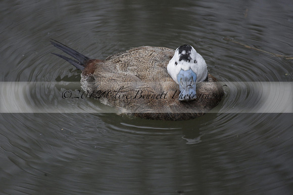 Wildfowl and Wetland Trust Arundel on Sunday 06 January 2013