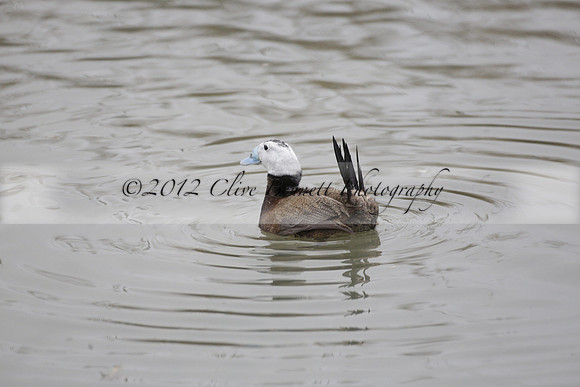 Wildfowl and Wetland Trust Arundel on Sunday 06 January 2013