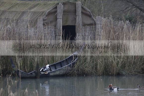 Wildfowl and Wetland Trust Arundel on Sunday 06 January 2013