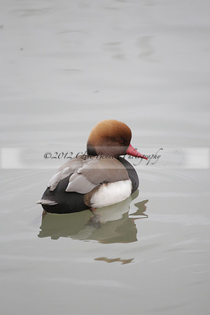 Wildfowl and Wetland Trust Arundel on Sunday 06 January 2013