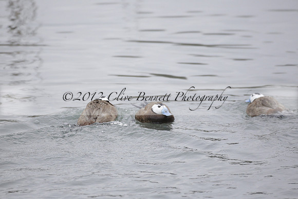 Wildfowl and Wetland Trust Arundel on Sunday 06 January 2013