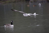Wildfowl and Wetland Trust Arundel on Sunday 06 January 2013