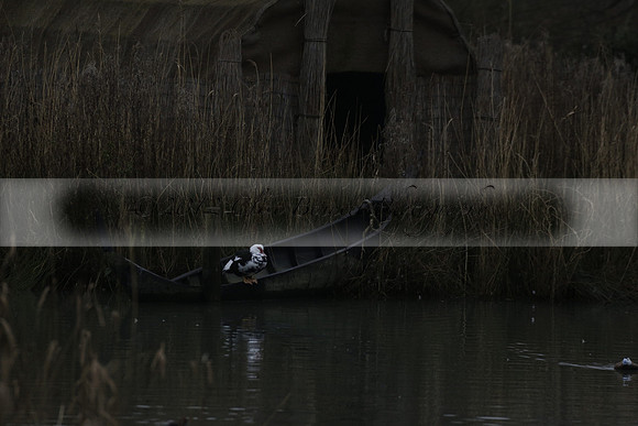 Wildfowl and Wetland Trust Arundel on Sunday 06 January 2013