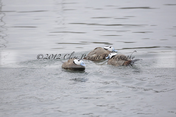 Wildfowl and Wetland Trust Arundel on Sunday 06 January 2013