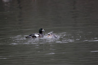 Wildfowl and Wetland Trust Arundel on Sunday 06 January 2013