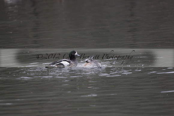 Wildfowl and Wetland Trust Arundel on Sunday 06 January 2013