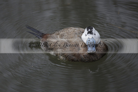 Wildfowl and Wetland Trust Arundel on Sunday 06 January 2013