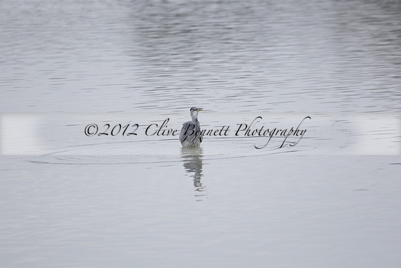 Wildfowl and Wetland Trust Arundel on Sunday 06 January 2013