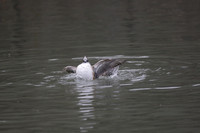 Wildfowl and Wetland Trust Arundel on Sunday 06 January 2013