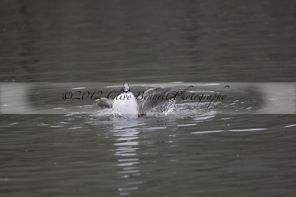 Wildfowl and Wetland Trust Arundel on Sunday 06 January 2013