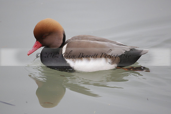 Wildfowl and Wetland Trust Arundel on Sunday 06 January 2013