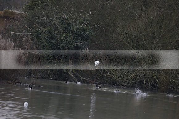 Wildfowl and Wetland Trust Arundel on Sunday 06 January 2013