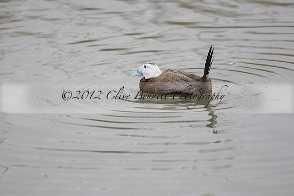 Wildfowl and Wetland Trust Arundel on Sunday 06 January 2013