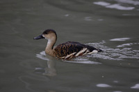 Wildfowl and Wetland Trust Arundel on Sunday 06 January 2013
