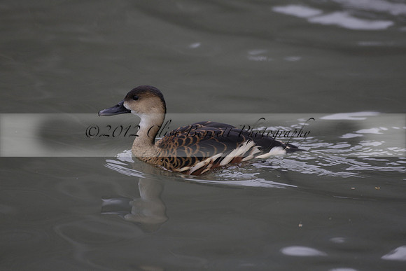 Wildfowl and Wetland Trust Arundel on Sunday 06 January 2013