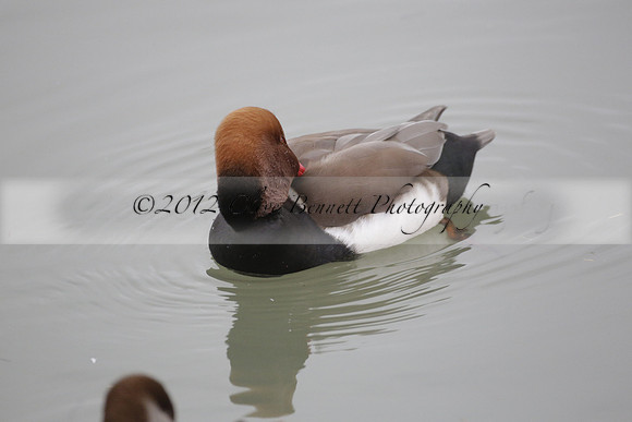 Wildfowl and Wetland Trust Arundel on Sunday 06 January 2013