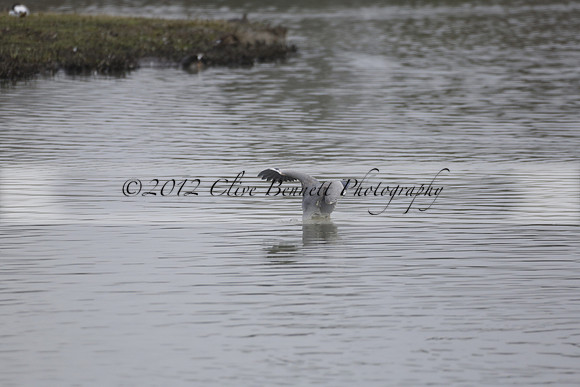 Wildfowl and Wetland Trust Arundel on Sunday 06 January 2013
