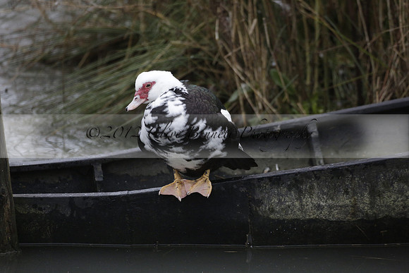 Wildfowl and Wetland Trust Arundel on Sunday 06 January 2013