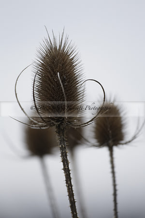Wildfowl and Wetland Trust Arundel on Sunday 06 January 2013